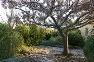 Arbre de Judée adulte avec ses gousses sèches pendantes dans un jardin résidentiel en automne