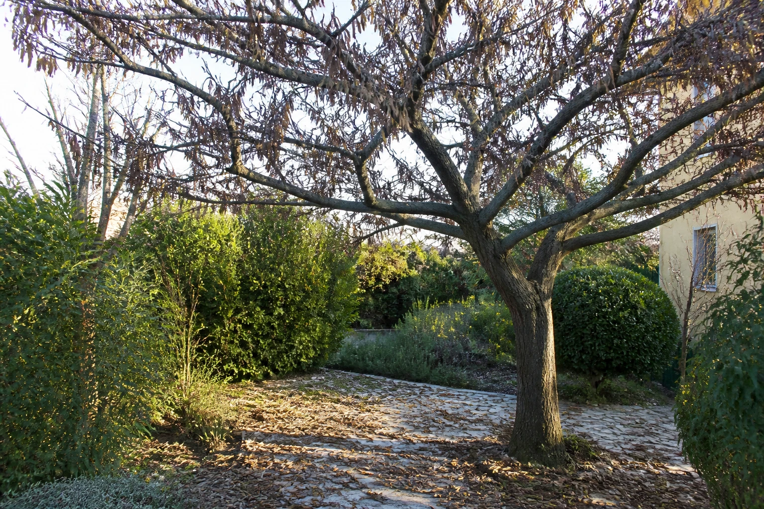 Arbre de Judée : inconvénients à connaître avant de planter