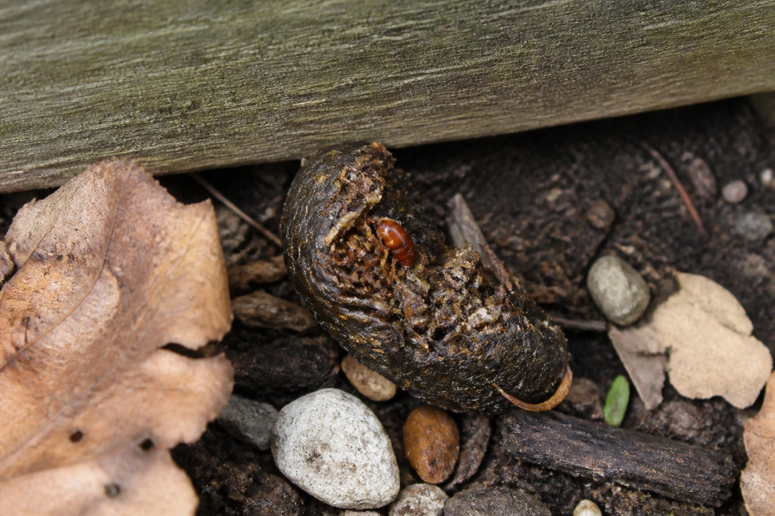 Crotte de hérisson sur sol de jardin près d'une clôture en bois, avec feuilles mortes