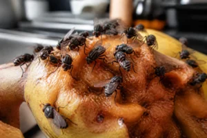 Mouches posées sur un fruit en décomposition dans une cuisine, gros plan réaliste