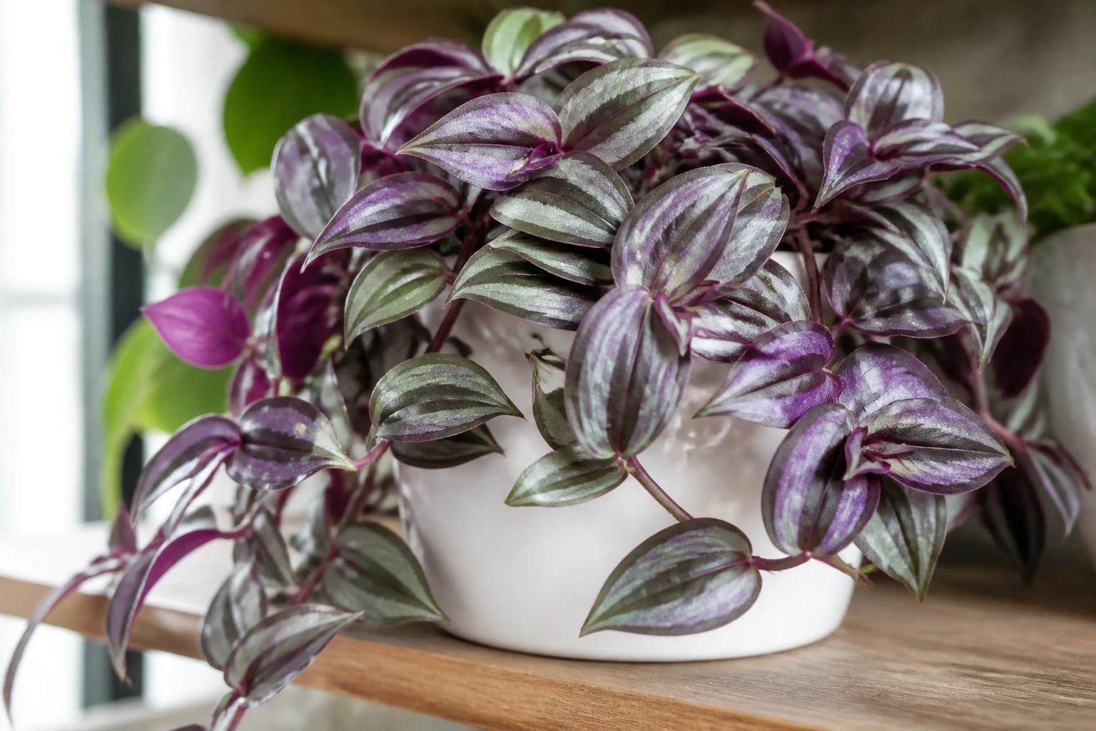 Plante misère Tradescantia aux feuilles violet et argent dans un pot blanc, lumière naturelle douce