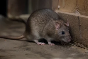 Rat brun en alerte près d'une plinthe dans un sous-sol, photo réaliste documentaire