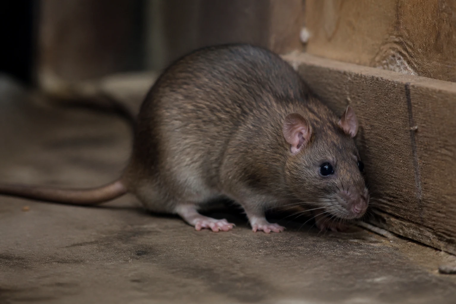 Rat brun en alerte près d'une plinthe dans un sous-sol, photo réaliste documentaire