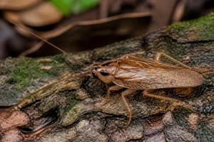 Blatte forestière brun clair sur écorce humide en forêt, vue macro détaillée des antennes et ailes