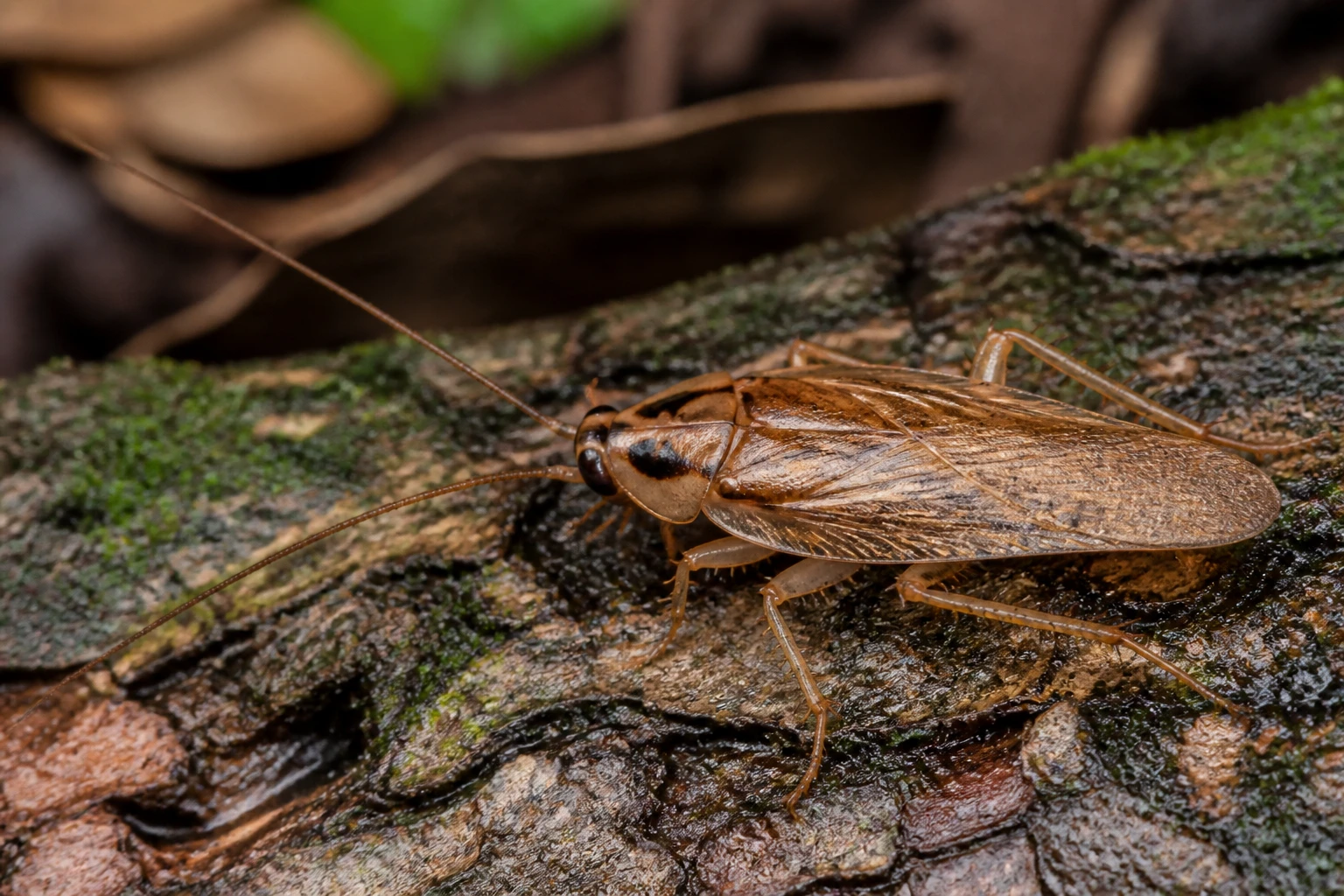 Blatte forestière brun clair sur écorce humide en forêt, vue macro détaillée des antennes et ailes