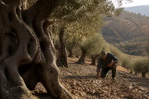 Oliveraie espagnole avec un agriculteur observant le sol entre les rangées d'oliviers centenaires