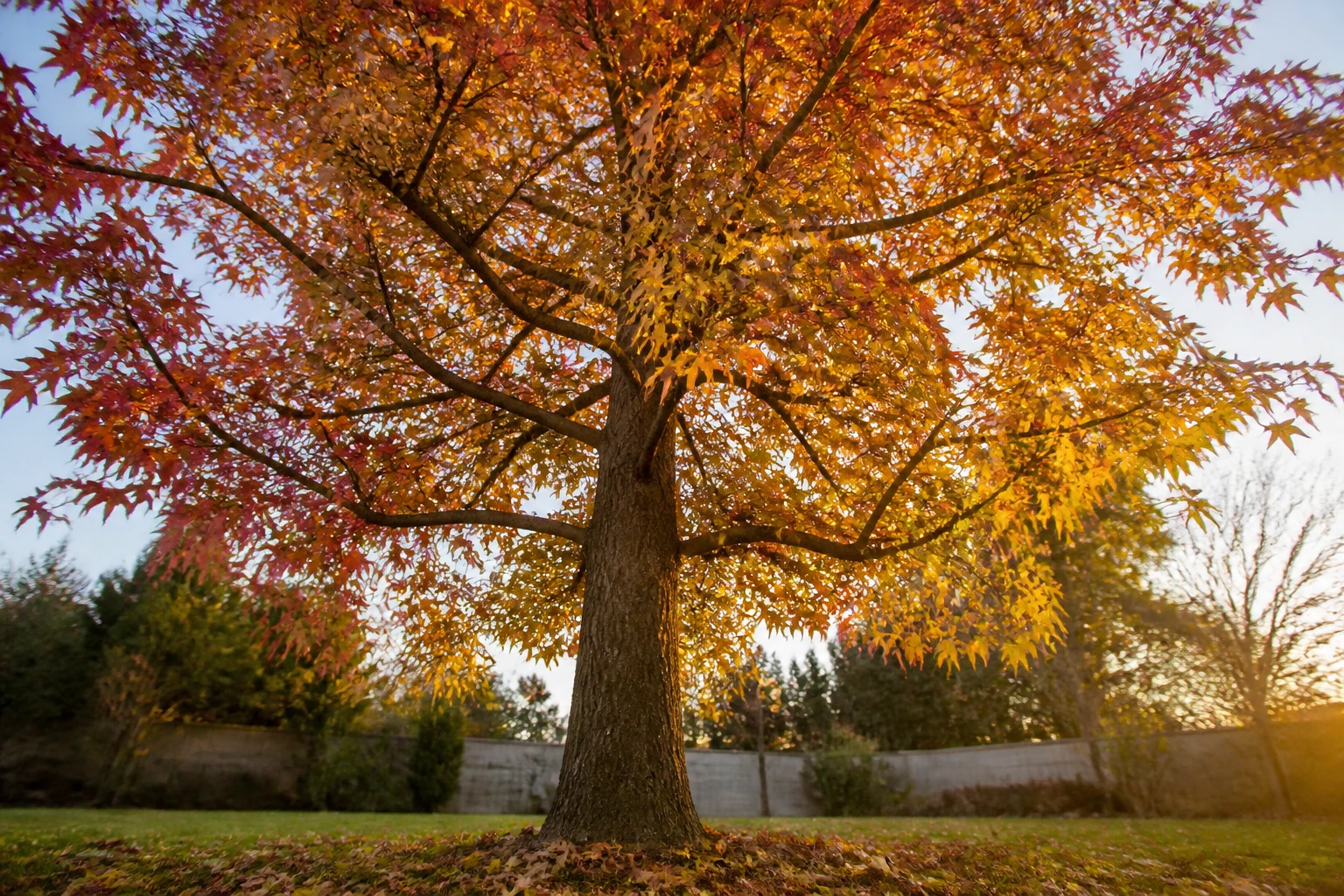 Liquidambar : les inconvénients à connaître avant de le planter