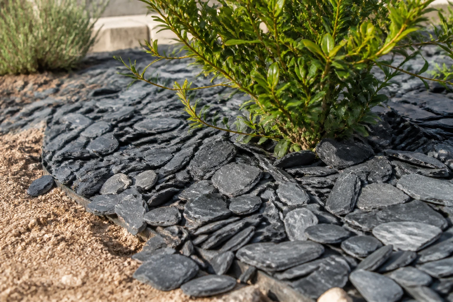 Paillage ardoise gris-noir posé autour d'un jeune arbuste dans un massif de jardin