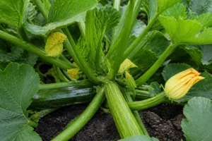 Pieds de courgettes au potager avec sol sombre visible autour des racines