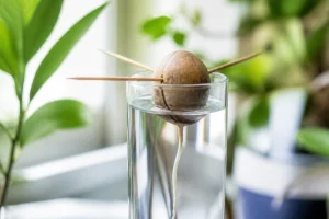 Noyau d'avocat suspendu par des cure-dents au-dessus d'un verre d'eau pour germer