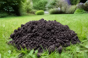 Taupinière fraîche visible sur une pelouse verte de jardin