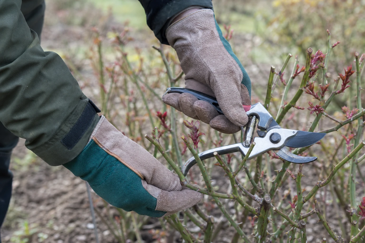 Comment tailler les rosiers selon leur type et leur vigueur