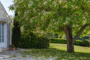 Catalpa adulte en fleurs avec gousses et feuilles tombées sur une terrasse de jardin