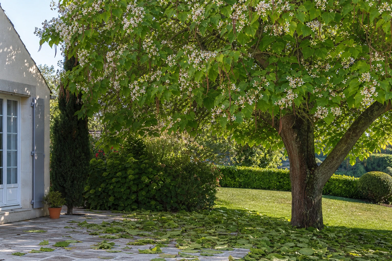 Catalpa adulte en fleurs avec gousses et feuilles tombées sur une terrasse de jardin
