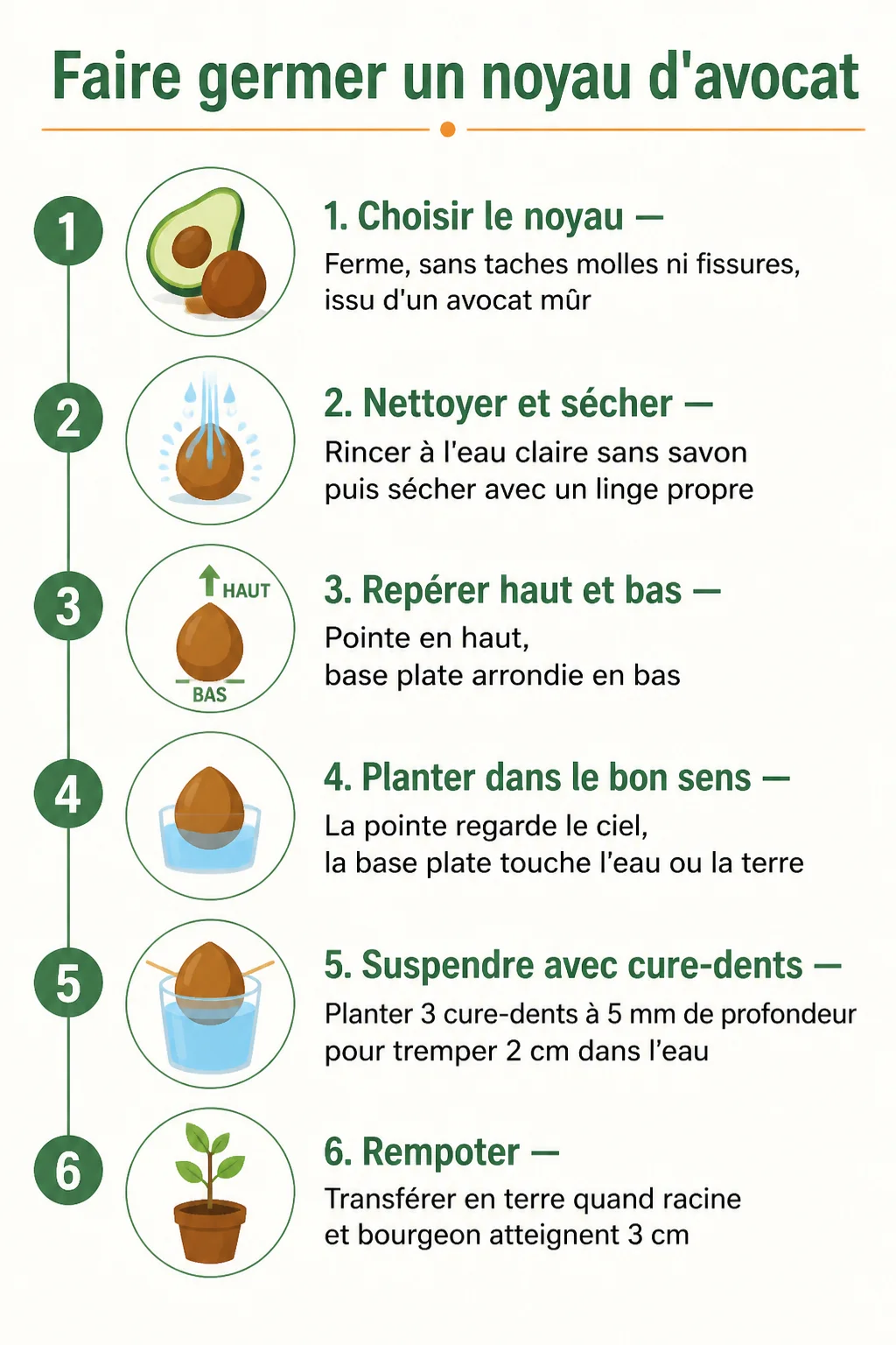 Faire germer un noyau d'avocat : 1. Choisir le noyau, 2. Nettoyer et sécher, 3. Repérer haut et bas, 4. Planter dans le bon sens, 5. Suspendre avec cure-dents, 6. Rempoter