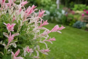 Saule crevette au feuillage panaché rose et crème planté dans un jardin