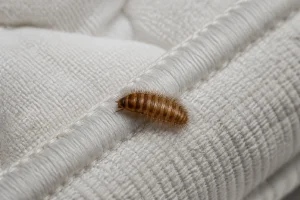 Larve d'anthrène brun-doré et velue sur le tissu d'un matelas près d'une couture