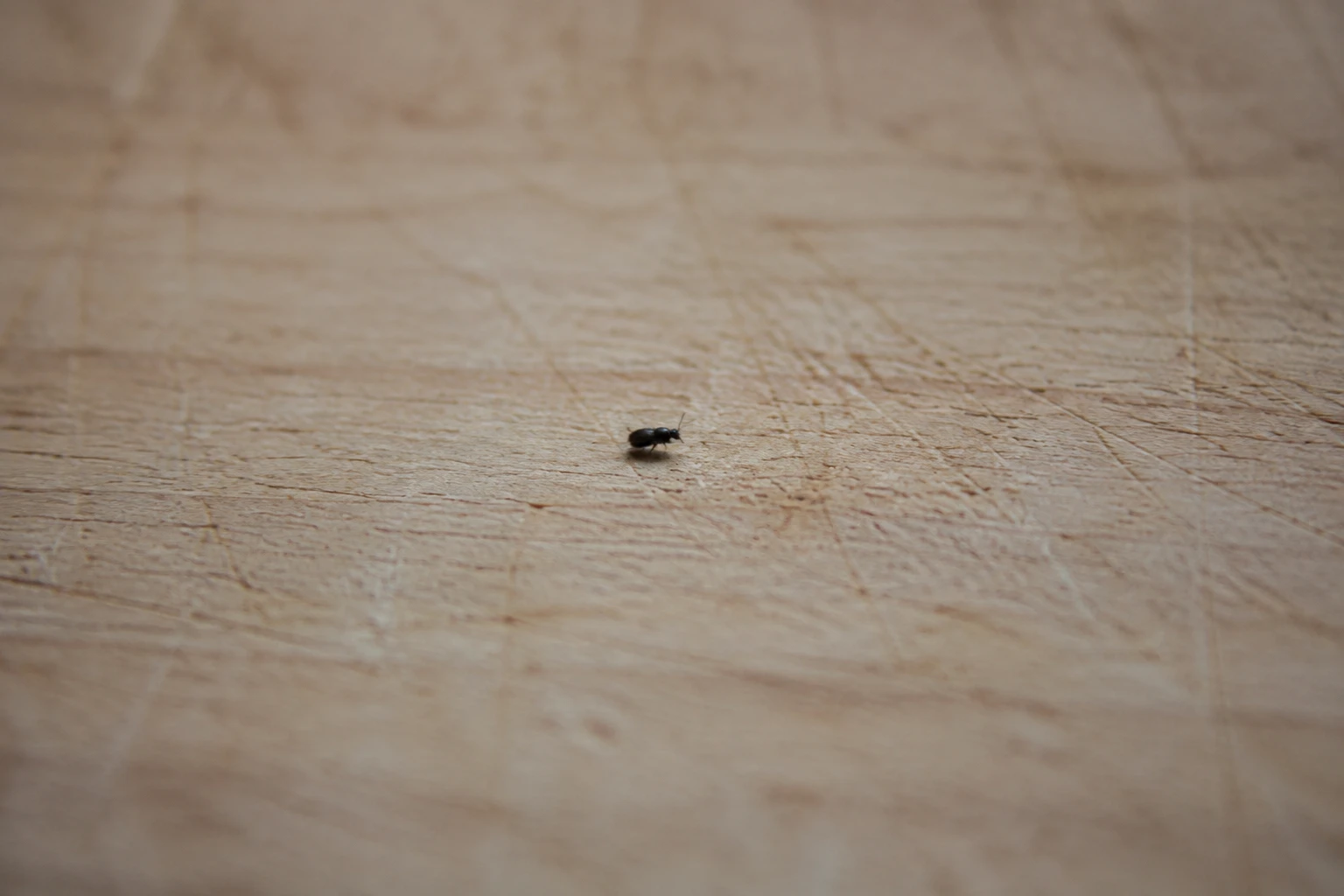Petit insecte noir de 1 mm : comment l’identifier chez soi